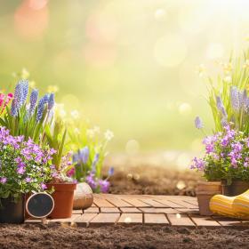 pihakasveja ja kumpparit